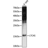 Western Blot - Anti-LTC4S Antibody (A88525) - Antibodies.com