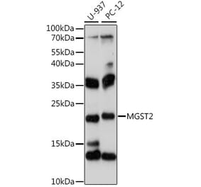 Western Blot - Anti-MGST2 Antibody (A88526) - Antibodies.com