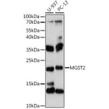 Western Blot - Anti-MGST2 Antibody (A88526) - Antibodies.com