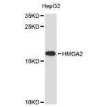 Western Blot - Anti-HMGA2 Antibody (A12743) - Antibodies.com