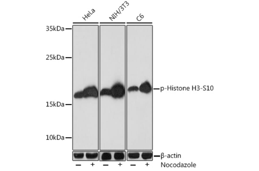 Western Blot - Anti-Histone H3 (phospho Ser10) Antibody (A88528) - Antibodies.com
