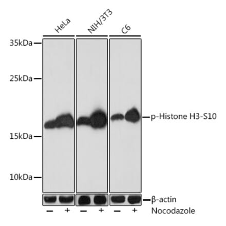 Western Blot - Anti-Histone H3 (phospho Ser10) Antibody (A88528) - Antibodies.com