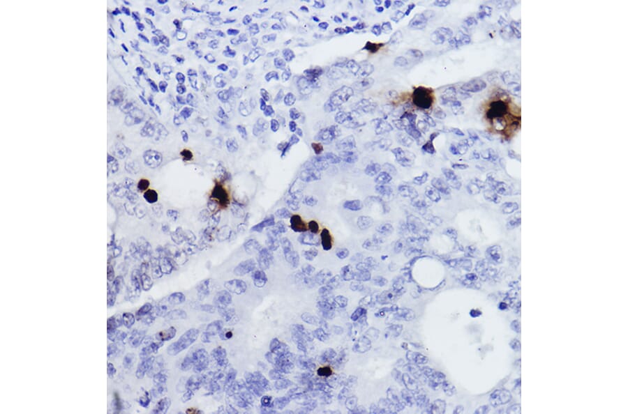 Immunohistochemistry - Anti-Histone H3 (phospho Ser10) Antibody (A88528) - Antibodies.com