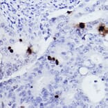 Immunohistochemistry - Anti-Histone H3 (phospho Ser10) Antibody (A88528) - Antibodies.com