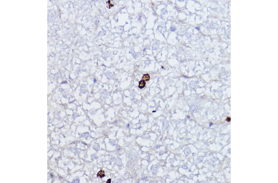 Immunohistochemistry - Anti-Histone H3 (phospho Ser10) Antibody (A88528) - Antibodies.com