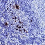 Immunohistochemistry - Anti-Histone H3 (phospho Ser10) Antibody (A88528) - Antibodies.com