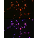 Immunofluorescence - Anti-Histone H3 (phospho Ser10) Antibody (A88528) - Antibodies.com
