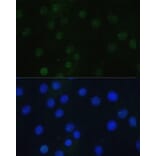 Immunofluorescence - Anti-Histone H3 (phospho Ser28) Antibody (A88529) - Antibodies.com