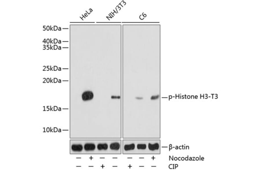 Western Blot - Anti-Histone H3 (phospho Thr3) Antibody (A88530) - Antibodies.com
