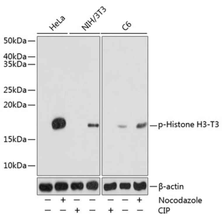 Western Blot - Anti-Histone H3 (phospho Thr3) Antibody (A88530) - Antibodies.com