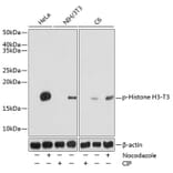 Western Blot - Anti-Histone H3 (phospho Thr3) Antibody (A88530) - Antibodies.com