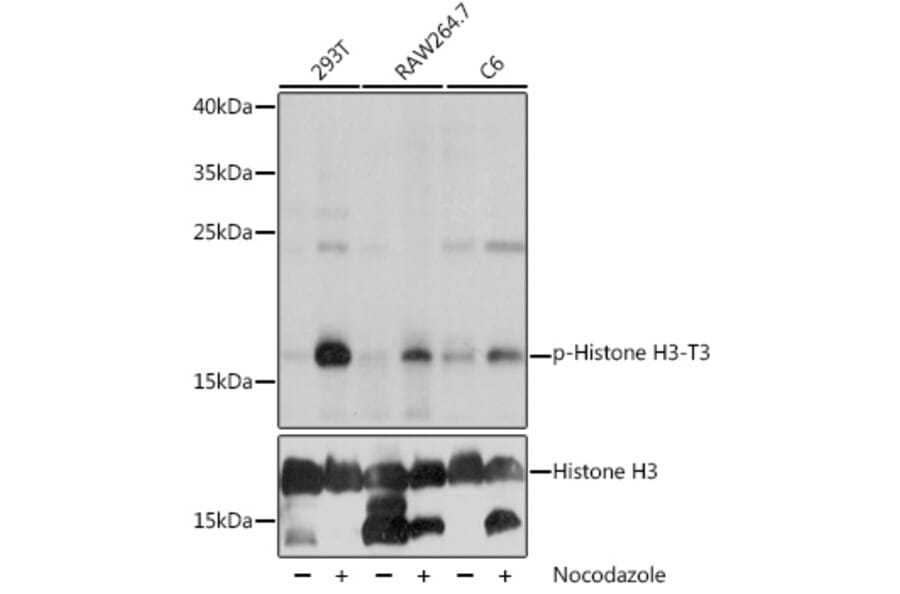 Western Blot - Anti-Histone H3 (phospho Thr3) Antibody (A88530) - Antibodies.com