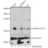 Western Blot - Anti-Histone H3 (phospho Thr3) Antibody (A88530) - Antibodies.com
