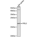 Western Blot - Anti-YPEL3 Antibody (A88531) - Antibodies.com