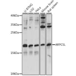 Western Blot - Anti-ARPC5L Antibody (A88532) - Antibodies.com