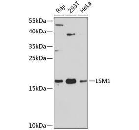 Western Blot - Anti-LSM1 Antibody (A88534) - Antibodies.com