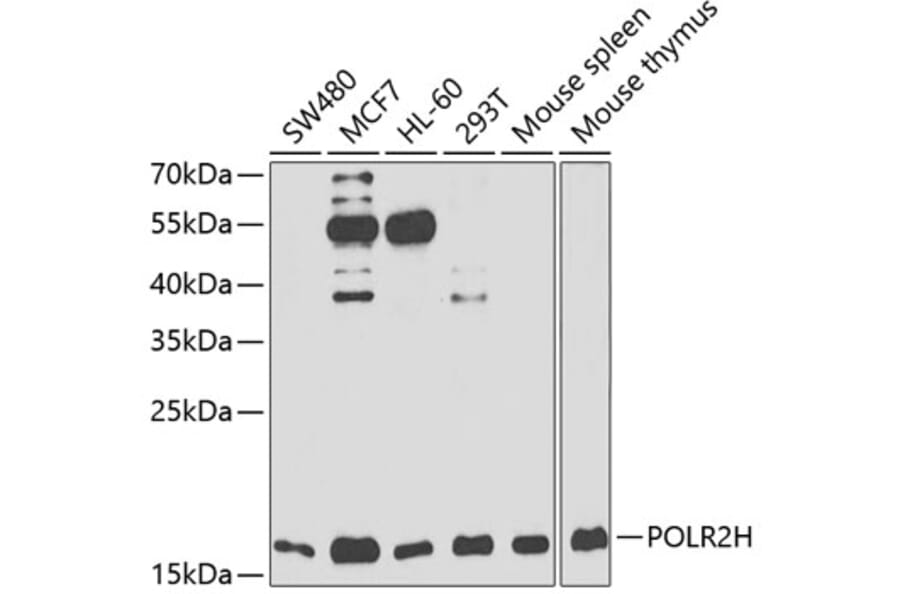 Western Blot - Anti-POLR2H Antibody (A88536) - Antibodies.com