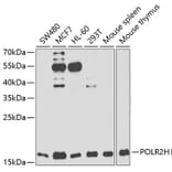 Western Blot - Anti-POLR2H Antibody (A88536) - Antibodies.com