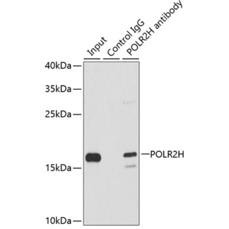 Western Blot - Anti-POLR2H Antibody (A88536) - Antibodies.com