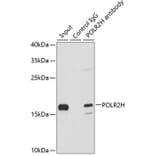 Western Blot - Anti-POLR2H Antibody (A88536) - Antibodies.com
