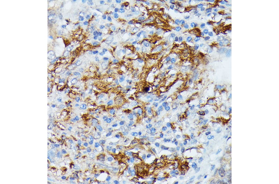 Immunohistochemistry - Anti-RNASE6 Antibody (A88537) - Antibodies.com