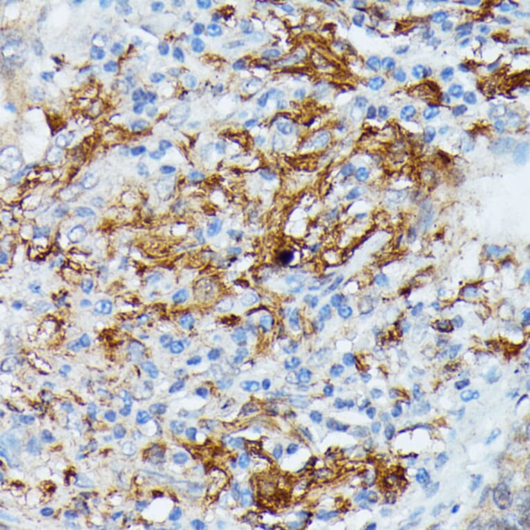 Immunohistochemistry - Anti-RNASE6 Antibody (A88537) - Antibodies.com