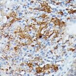 Immunohistochemistry - Anti-RNASE6 Antibody (A88537) - Antibodies.com