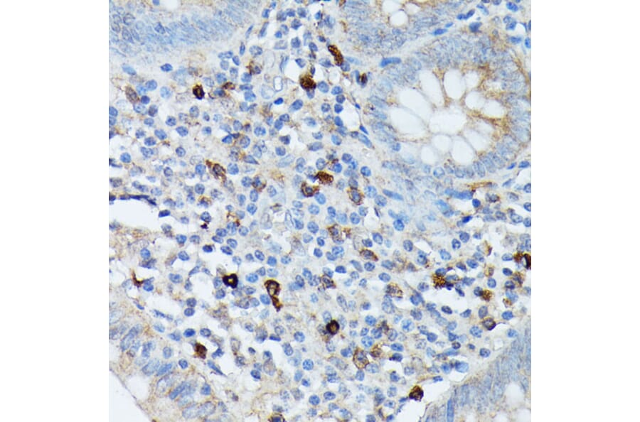 Immunohistochemistry - Anti-RNASE6 Antibody (A88537) - Antibodies.com