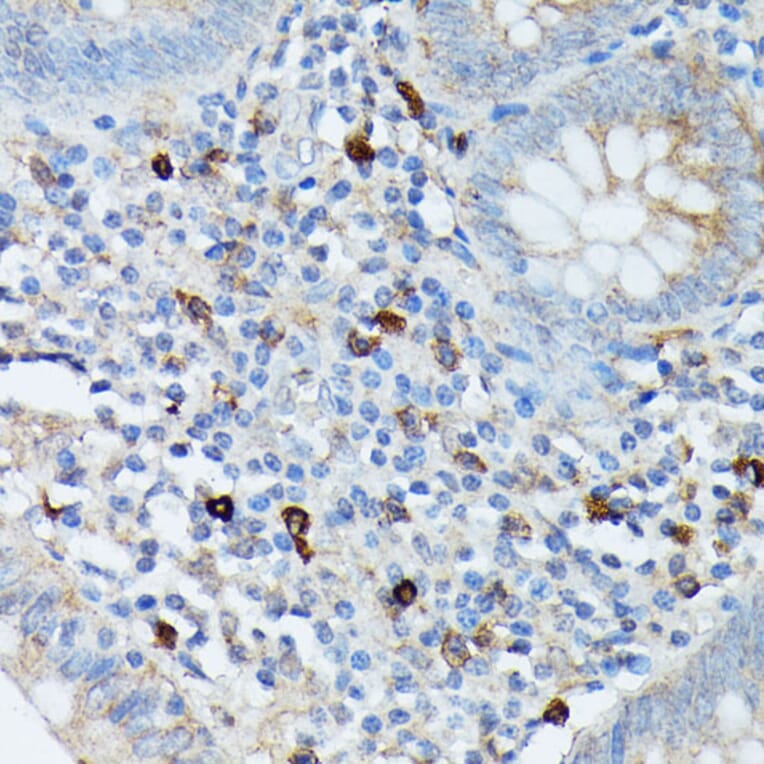 Immunohistochemistry - Anti-RNASE6 Antibody (A88537) - Antibodies.com