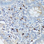 Immunohistochemistry - Anti-RNASE6 Antibody (A88537) - Antibodies.com