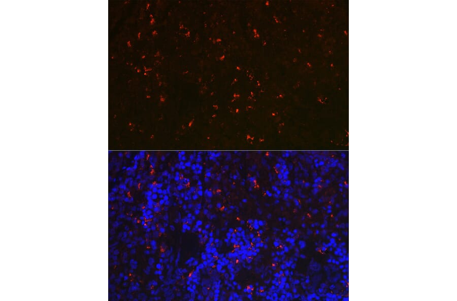 Immunofluorescence - Anti-RNASE6 Antibody (A88537) - Antibodies.com