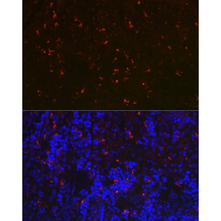 Immunofluorescence - Anti-RNASE6 Antibody (A88537) - Antibodies.com