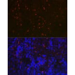 Immunofluorescence - Anti-RNASE6 Antibody (A88537) - Antibodies.com