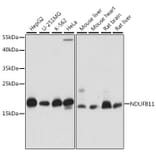 Western Blot - Anti-NDUFB11 Antibody (A88541) - Antibodies.com