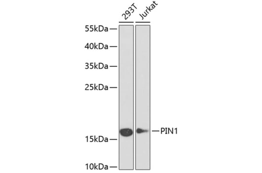 Western Blot - Anti-Pin1 Antibody (A88542) - Antibodies.com