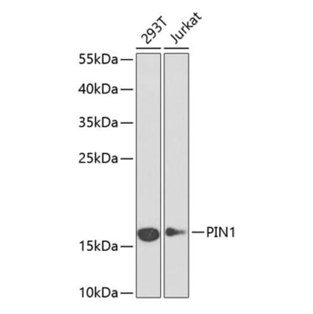 Western Blot - Anti-Pin1 Antibody (A88542) - Antibodies.com