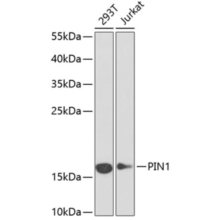 Western Blot - Anti-Pin1 Antibody (A88542) - Antibodies.com