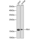Western Blot - Anti-Pin1 Antibody (A88542) - Antibodies.com