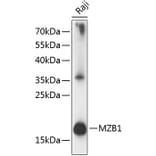 Western Blot - Anti-PACAP Antibody (A88543) - Antibodies.com