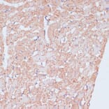 Immunohistochemistry - Anti-PACAP Antibody (A88543) - Antibodies.com