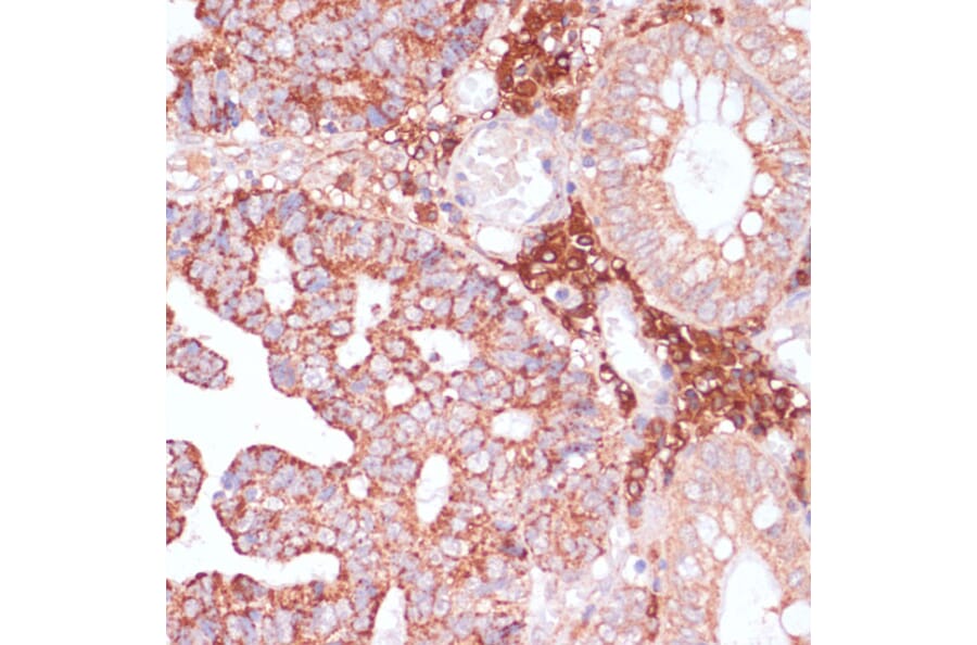 Immunohistochemistry - Anti-PACAP Antibody (A88543) - Antibodies.com