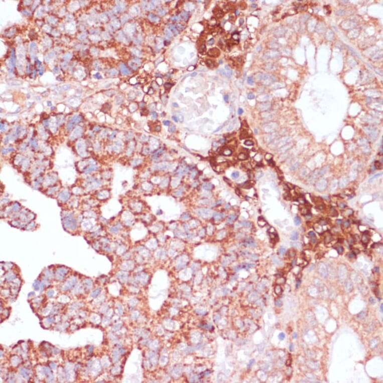 Immunohistochemistry - Anti-PACAP Antibody (A88543) - Antibodies.com