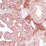 Immunohistochemistry - Anti-PACAP Antibody (A88543) - Antibodies.com