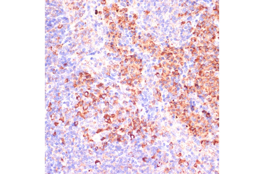 Immunohistochemistry - Anti-PACAP Antibody (A88543) - Antibodies.com