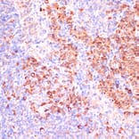 Immunohistochemistry - Anti-PACAP Antibody (A88543) - Antibodies.com