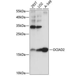 Western Blot - Anti-OCIAD2 Antibody (A88547) - Antibodies.com