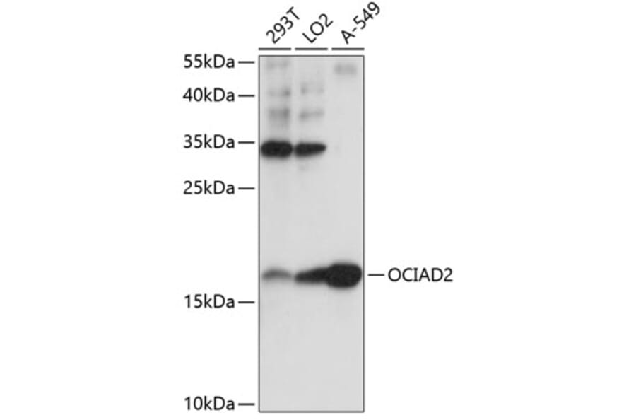 Western Blot - Anti-OCIAD2 Antibody (A88547) - Antibodies.com