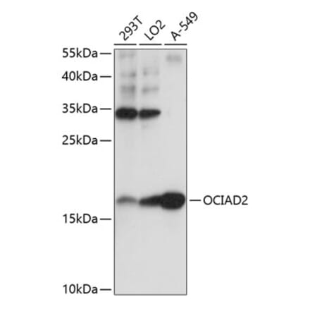 Western Blot - Anti-OCIAD2 Antibody (A88547) - Antibodies.com