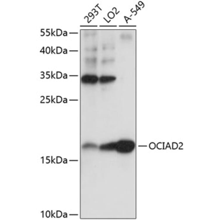 Western Blot - Anti-OCIAD2 Antibody (A88547) - Antibodies.com