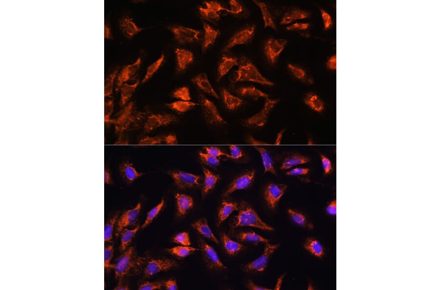 Immunofluorescence - Anti-OCIAD2 Antibody (A88547) - Antibodies.com